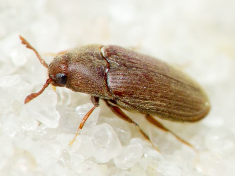 Trixagus dermestoides (Linnaeus, 1766)